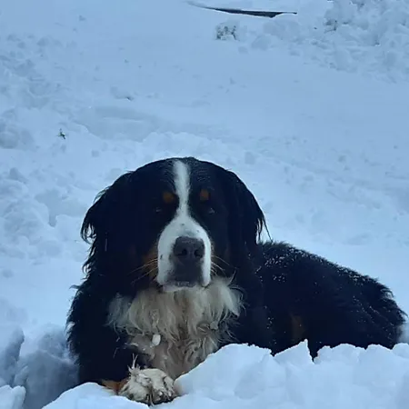 Ranstl Flachau